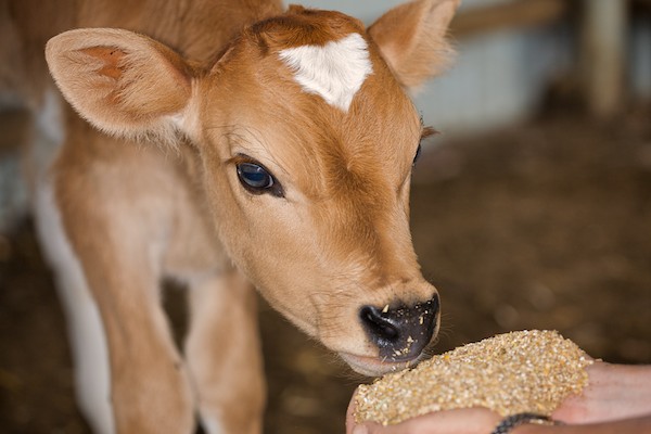 Telugu Agricultural News Cattle Feed And Health Tips