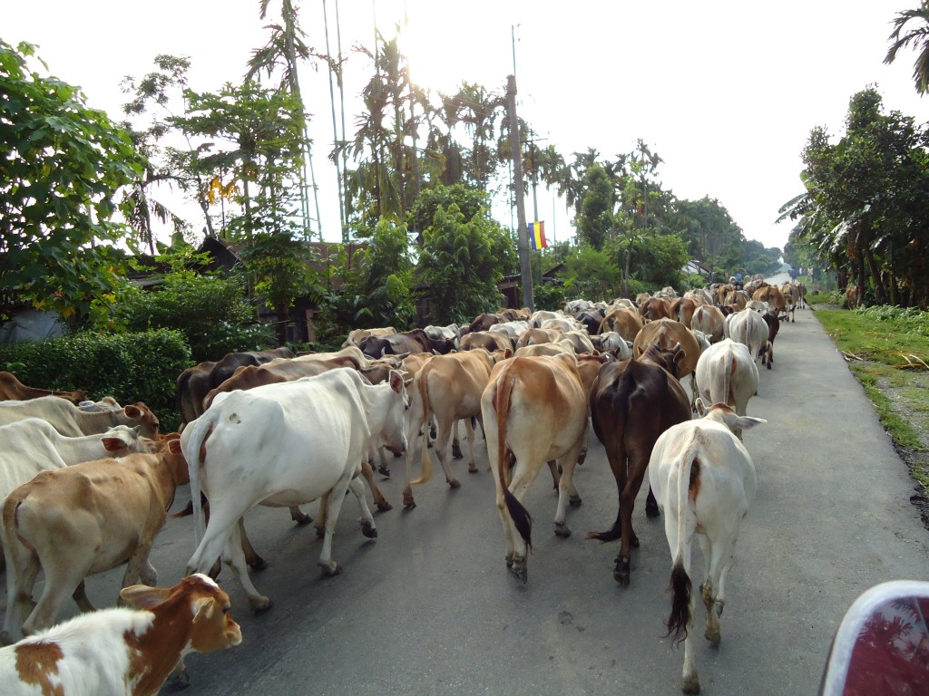 Livestock Sector Development in Assam | Vethelplineindia.co.in